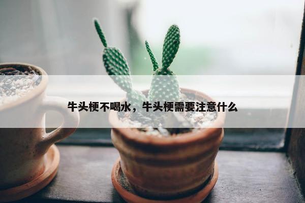 牛头梗不喝水，牛头梗需要注意什么