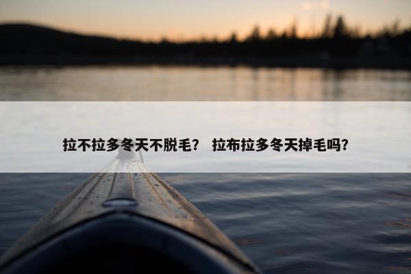 拉不拉多冬天不脱毛？ 拉布拉多冬天掉毛吗？
