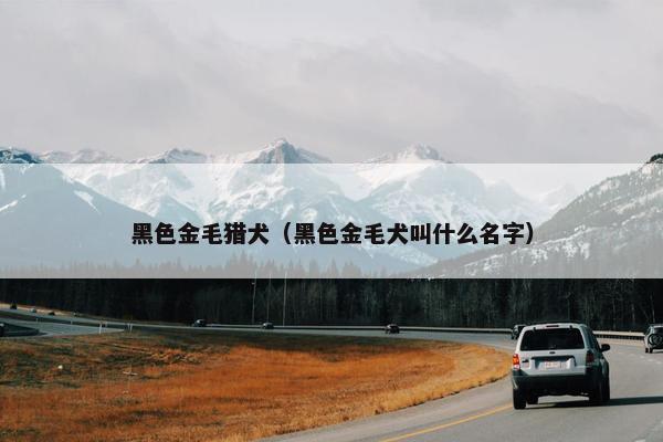 黑色金毛猎犬（黑色金毛犬叫什么名字）