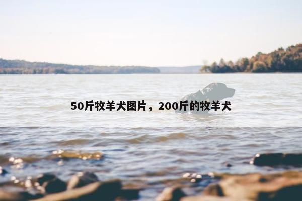 50斤牧羊犬图片，200斤的牧羊犬