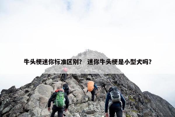 牛头梗迷你标准区别？ 迷你牛头梗是小型犬吗？