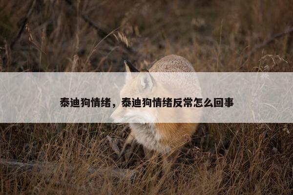 泰迪狗情绪，泰迪狗情绪反常怎么回事