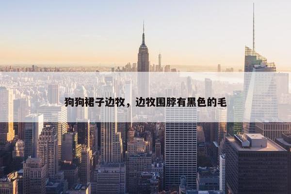 狗狗裙子边牧，边牧围脖有黑色的毛