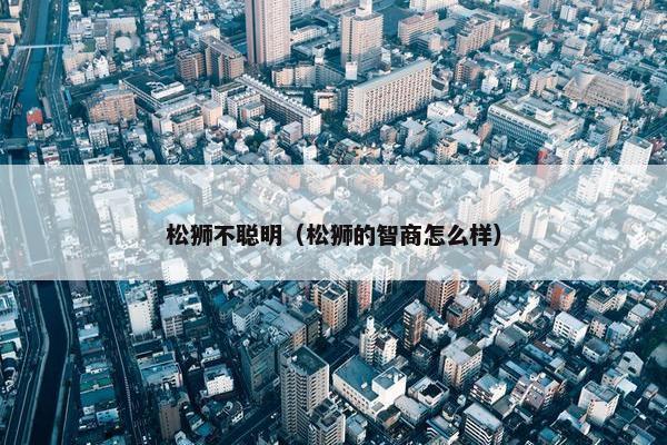 松狮不聪明（松狮的智商怎么样）