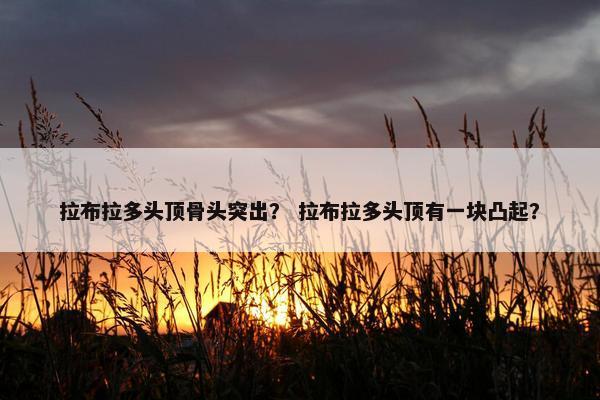 拉布拉多头顶骨头突出？ 拉布拉多头顶有一块凸起？