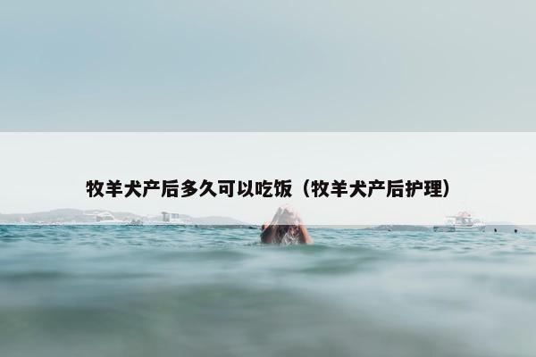 牧羊犬产后多久可以吃饭（牧羊犬产后护理）