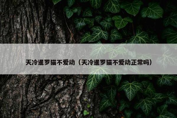 天冷暹罗猫不爱动（天冷暹罗猫不爱动正常吗）