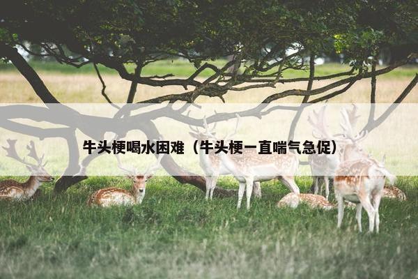 牛头梗喝水困难（牛头梗一直喘气急促）