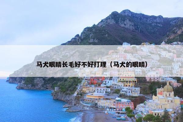 马犬眼睛长毛好不好打理（马犬的眼睛）