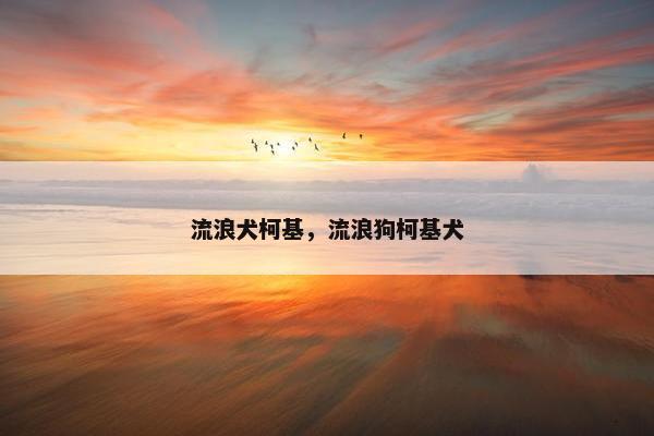流浪犬柯基，流浪狗柯基犬