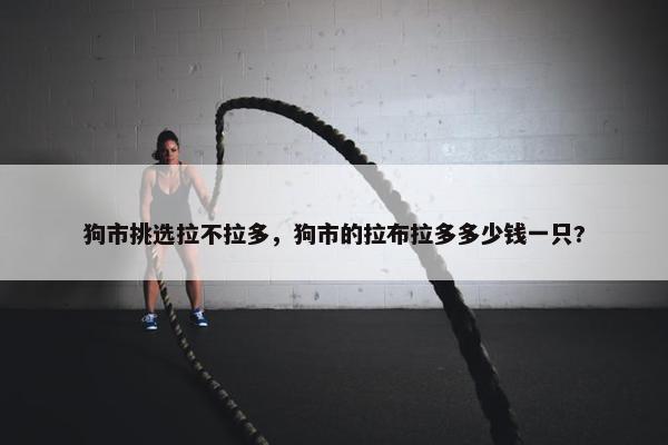 狗市挑选拉不拉多，狗市的拉布拉多多少钱一只?