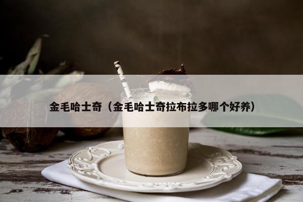 金毛哈士奇（金毛哈士奇拉布拉多哪个好养）