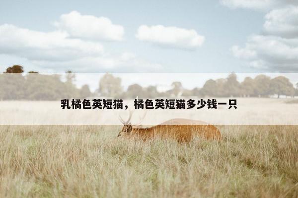 乳橘色英短猫，橘色英短猫多少钱一只