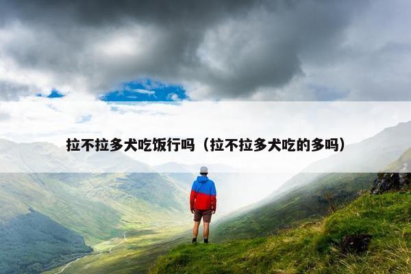 拉不拉多犬吃饭行吗（拉不拉多犬吃的多吗）