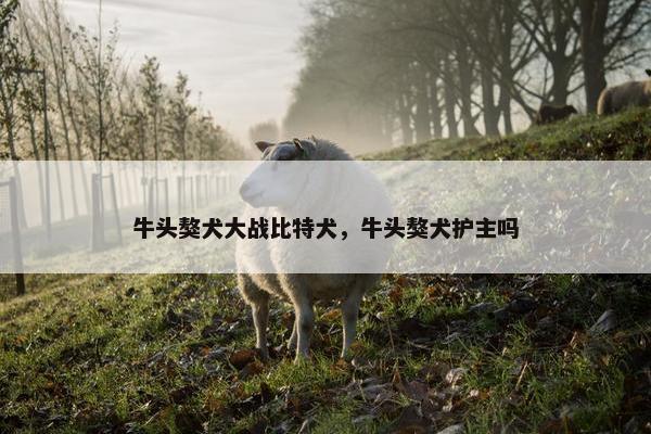 牛头獒犬大战比特犬，牛头獒犬护主吗