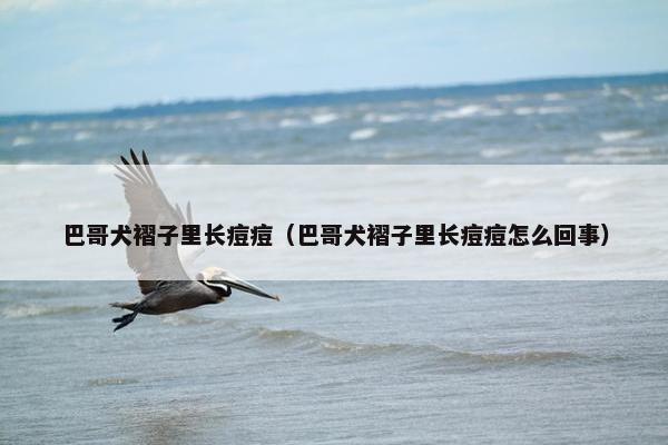 巴哥犬褶子里长痘痘（巴哥犬褶子里长痘痘怎么回事）