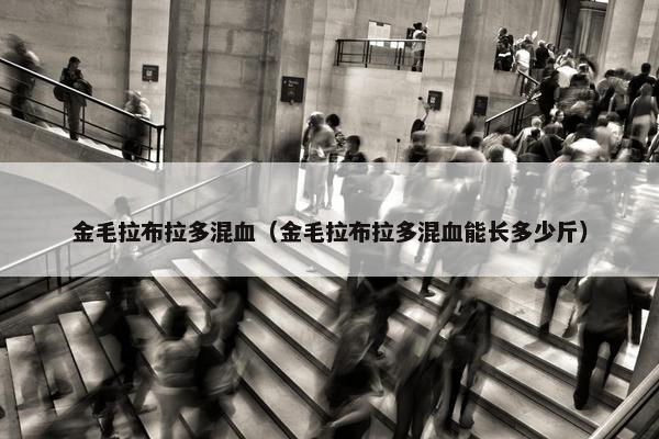 金毛拉布拉多混血（金毛拉布拉多混血能长多少斤）