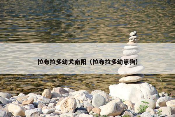 拉布拉多幼犬南阳（拉布拉多幼崽狗）