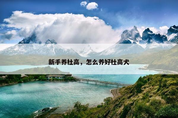 新手养杜高，怎么养好杜高犬