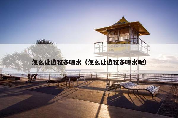 怎么让边牧多喝水（怎么让边牧多喝水呢）