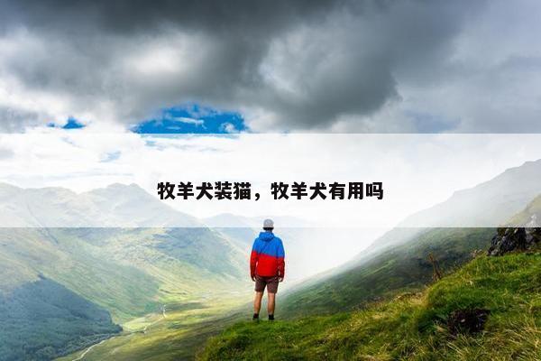 牧羊犬装猫，牧羊犬有用吗