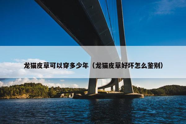 龙猫皮草可以穿多少年（龙猫皮草好坏怎么鉴别）