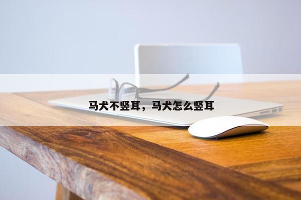 马犬不竖耳，马犬怎么竖耳