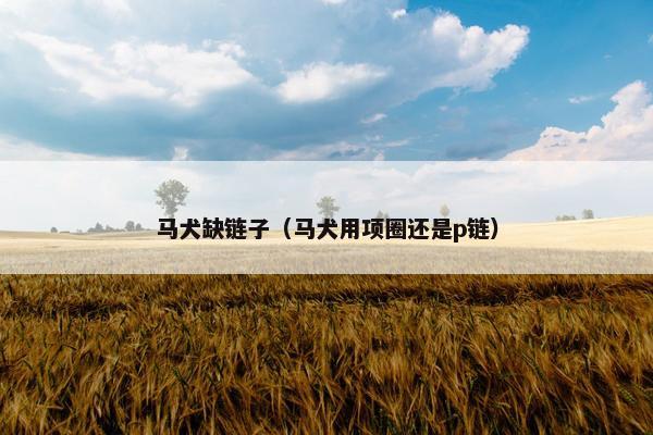 马犬缺链子（马犬用项圈还是p链）