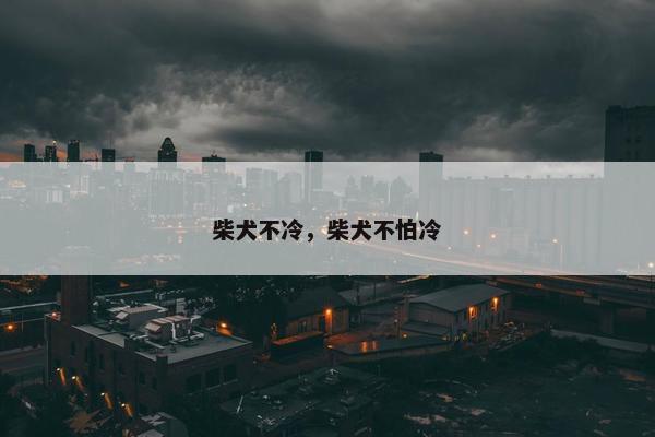 柴犬不冷，柴犬不怕冷