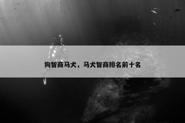 狗智商马犬，马犬智商排名前十名