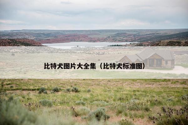 比特犬图片大全集（比特犬标准图）