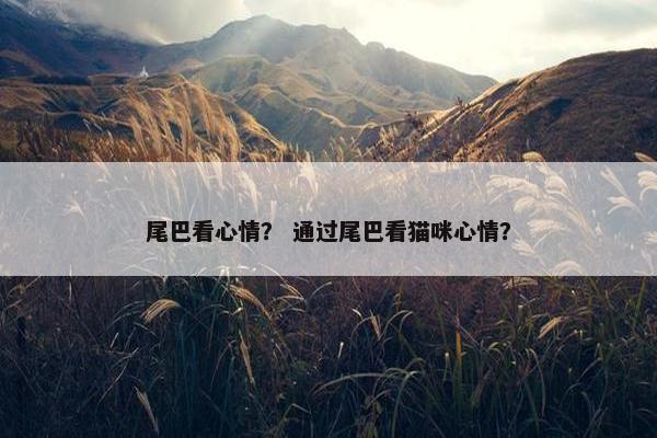尾巴看心情？ 通过尾巴看猫咪心情？