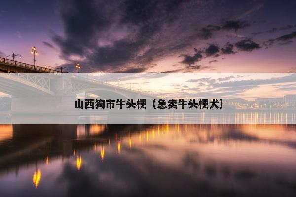 山西狗市牛头梗（急卖牛头梗犬）