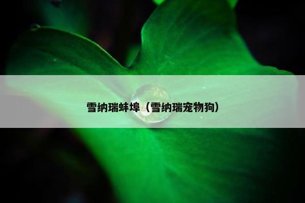 雪纳瑞蚌埠（雪纳瑞宠物狗）