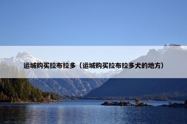 运城购买拉布拉多（运城购买拉布拉多犬的地方）