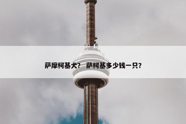 萨摩柯基犬？ 萨柯基多少钱一只？