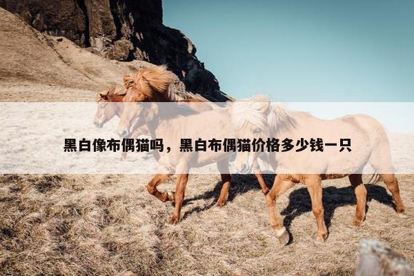 黑白像布偶猫吗，黑白布偶猫价格多少钱一只