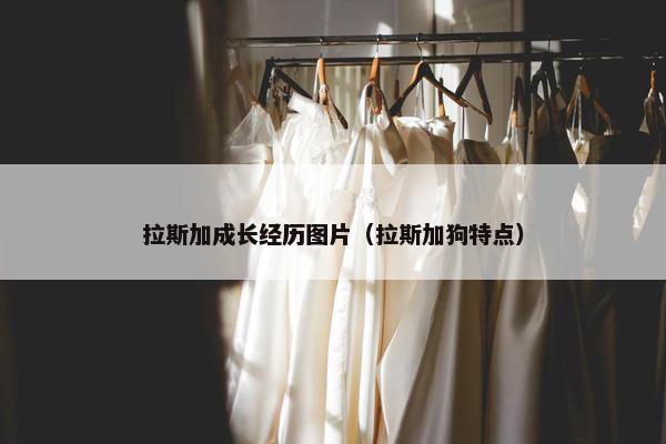 拉斯加成长经历图片（拉斯加狗特点）