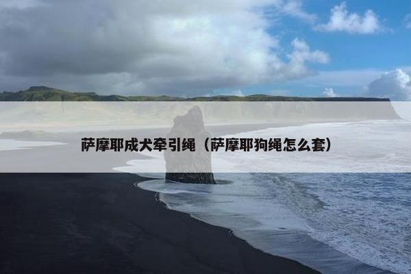 萨摩耶成犬牵引绳（萨摩耶狗绳怎么套）