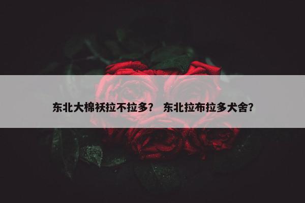 东北大棉袄拉不拉多？ 东北拉布拉多犬舍？