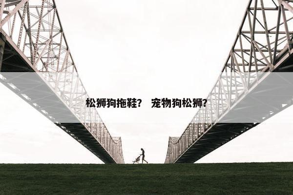 松狮狗拖鞋？ 宠物狗松狮？