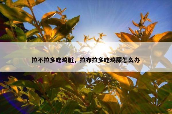 拉不拉多吃鸡脏，拉布拉多吃鸡屎怎么办
