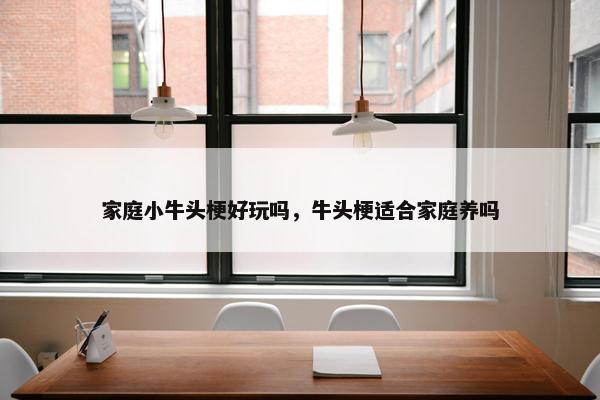 家庭小牛头梗好玩吗，牛头梗适合家庭养吗