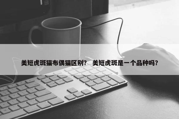美短虎斑猫布偶猫区别？ 美短虎斑是一个品种吗？