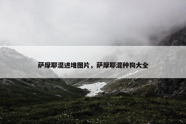 萨摩耶混进堆图片，萨摩耶混种狗大全