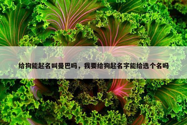 给狗能起名叫曼巴吗，我要给狗起名字能给选个名吗