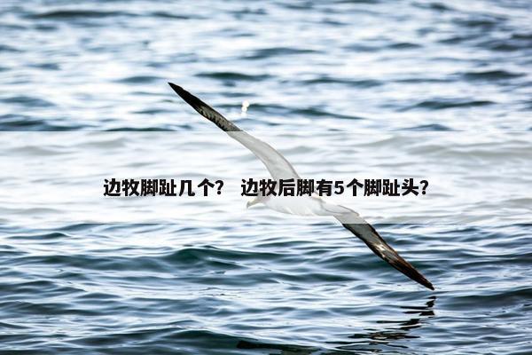 边牧脚趾几个？ 边牧后脚有5个脚趾头？