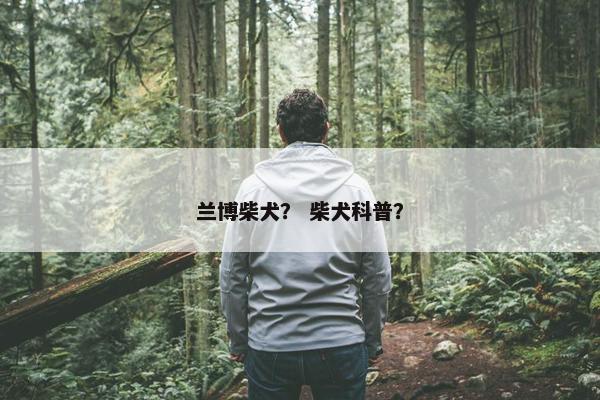 兰博柴犬？ 柴犬科普？