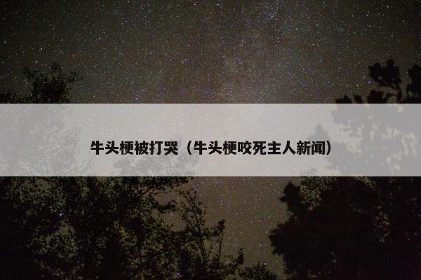 牛头梗被打哭（牛头梗咬死主人新闻）
