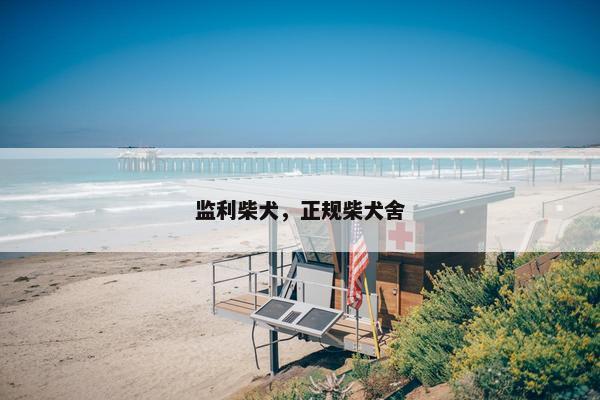 监利柴犬，正规柴犬舍